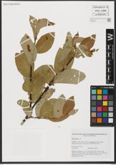 Foto von Salix hastata L.